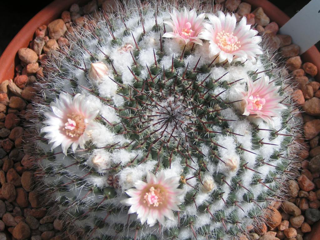 Mammillaria formosa